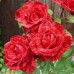 Троянда Ред Інтуішн (Роза Red Intuition)